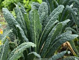 Kale.image