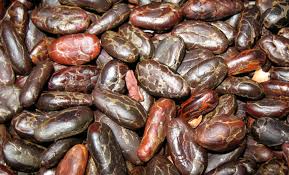 cacao beans